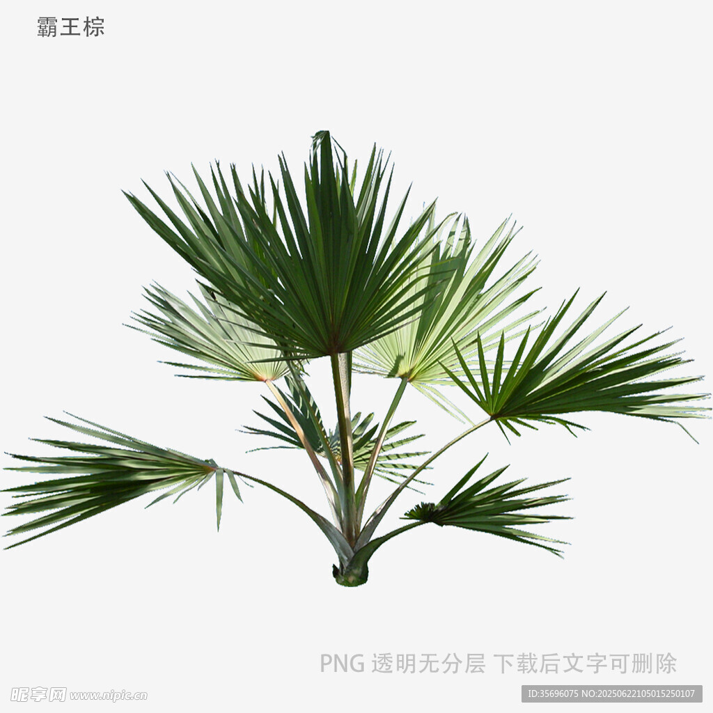 翠綠蒲葵植物特寫