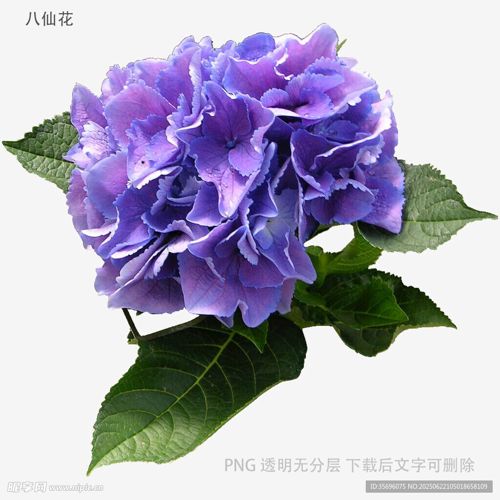 紫色繡球花綻放