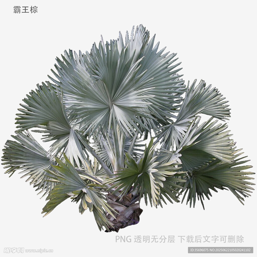 銀扇棕植物特寫