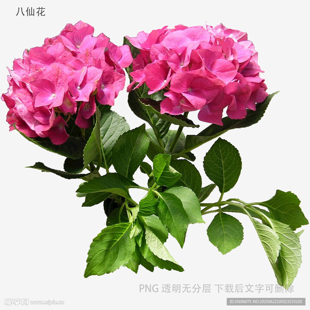 兩朵嬌艷粉色月季花