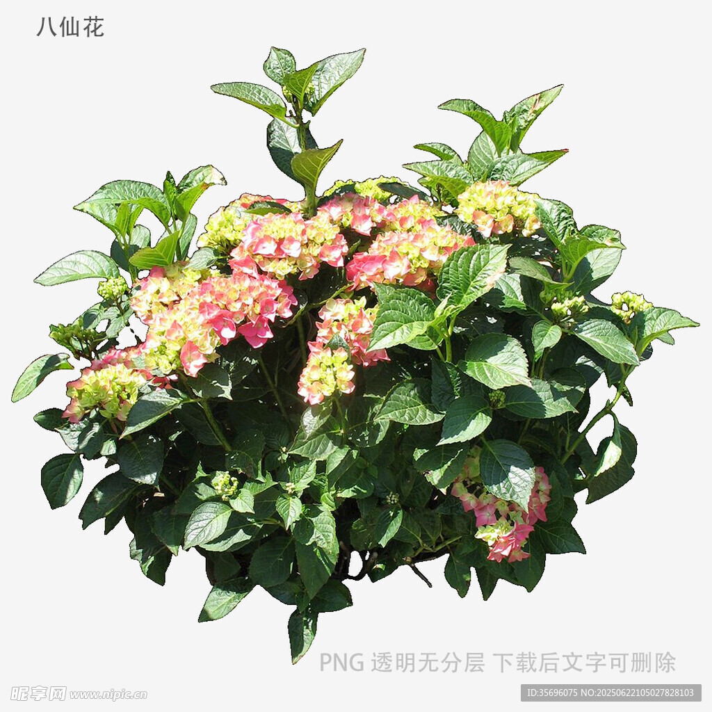 多彩繡球花盆栽