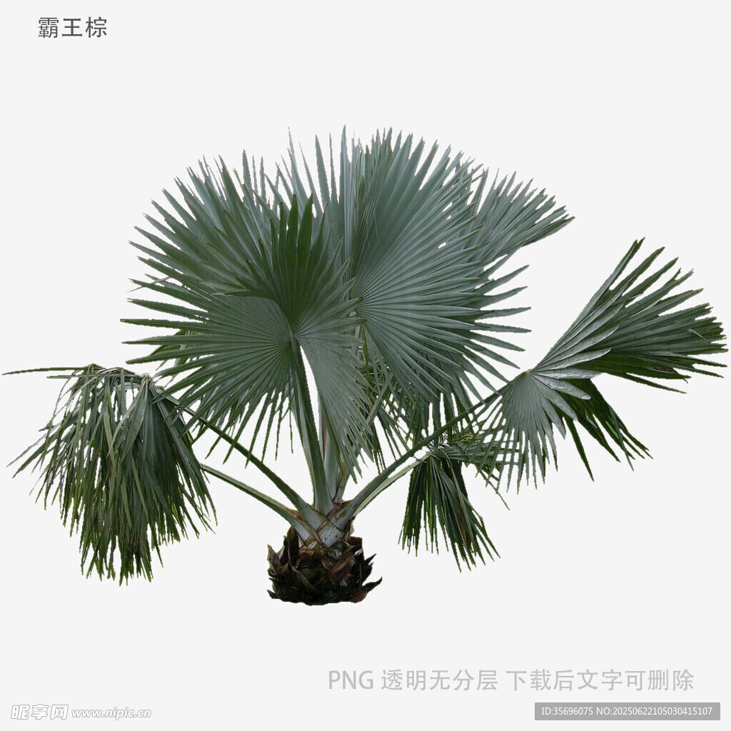 扇形棕櫚植物特寫
