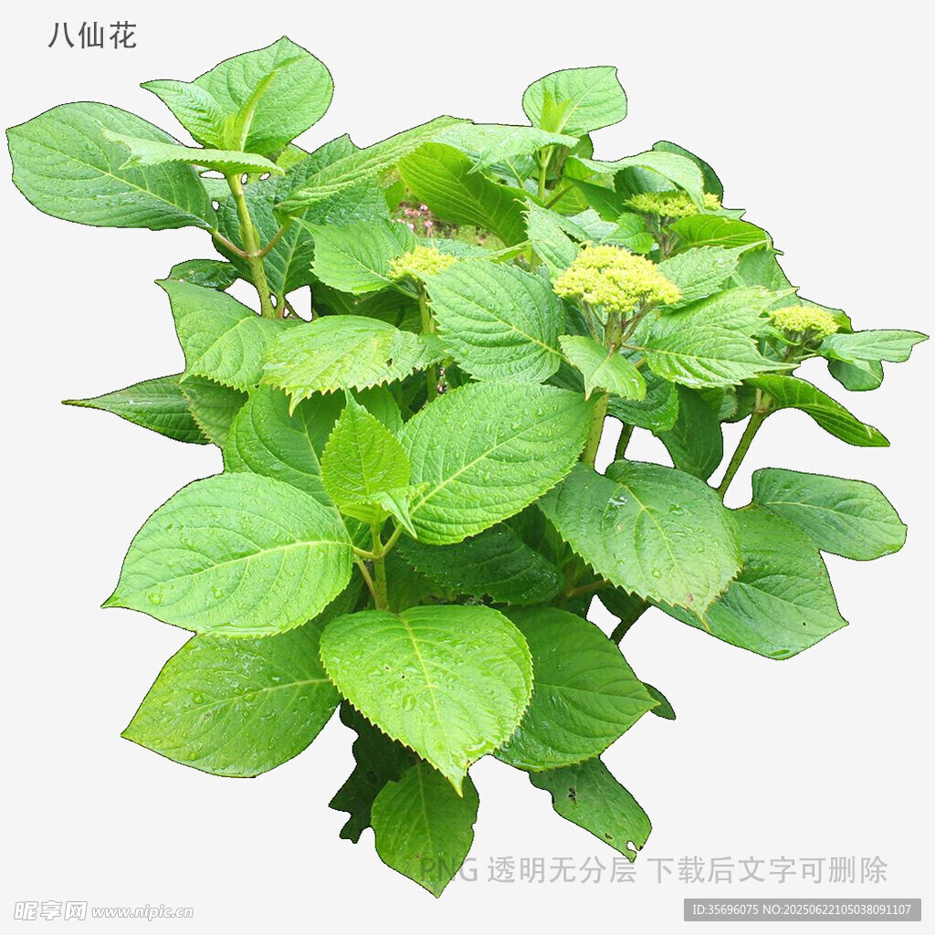 綠葉繁茂的清新綠植
