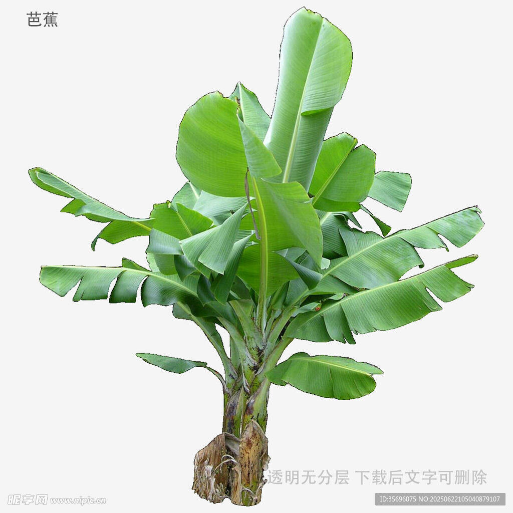 室內(nèi)綠植香蕉樹盆栽