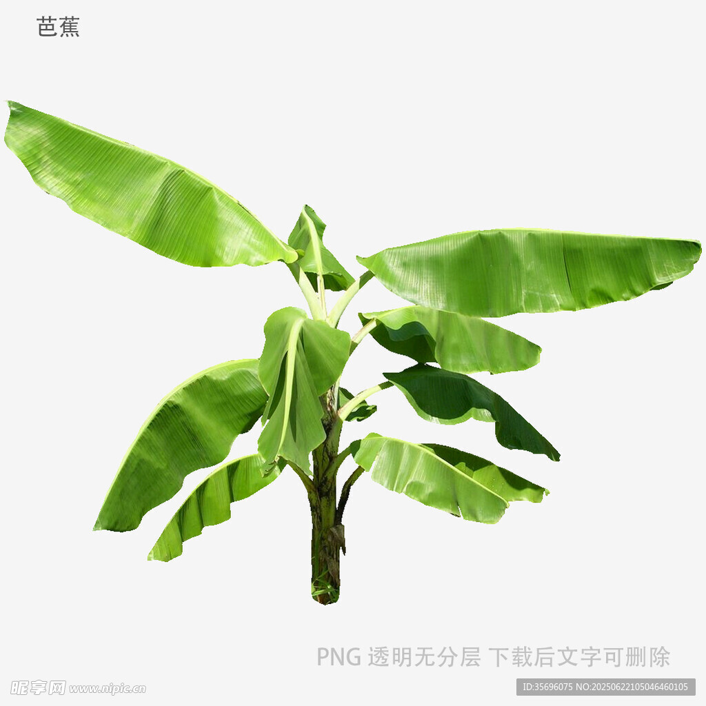 香蕉幼苗特寫