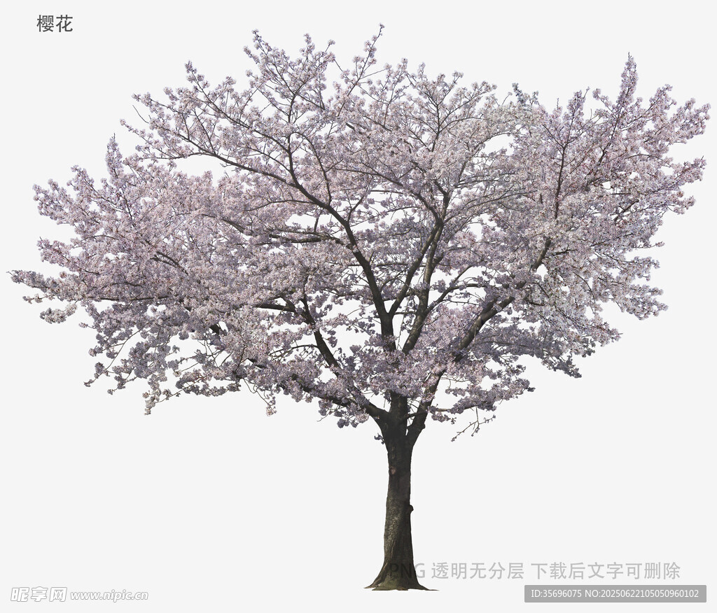 盛開的粉色櫻花樹
