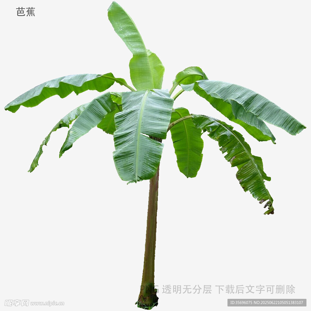 單株香蕉樹植物特寫
