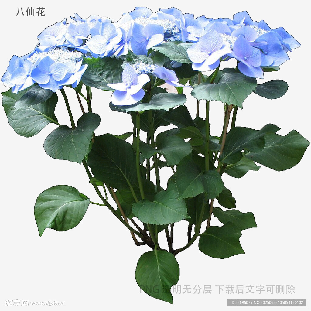 藍色繡球花盆栽
