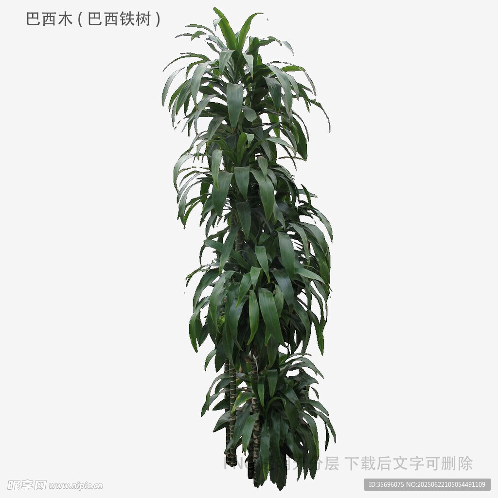高大綠植盆栽
