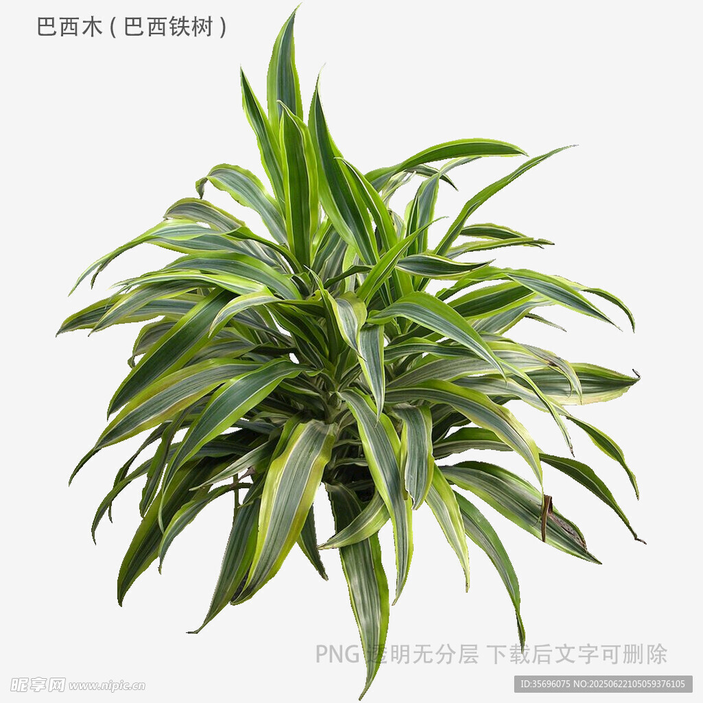 植物