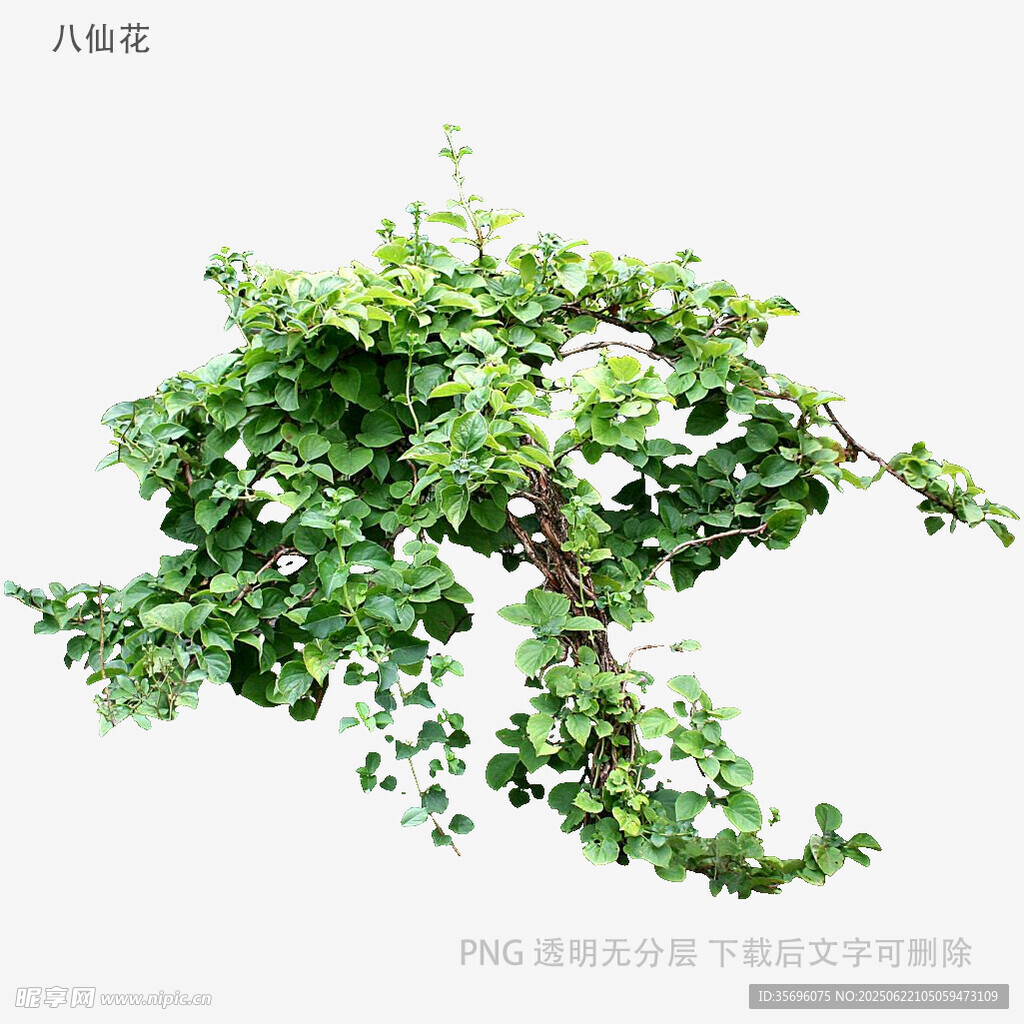 植物
