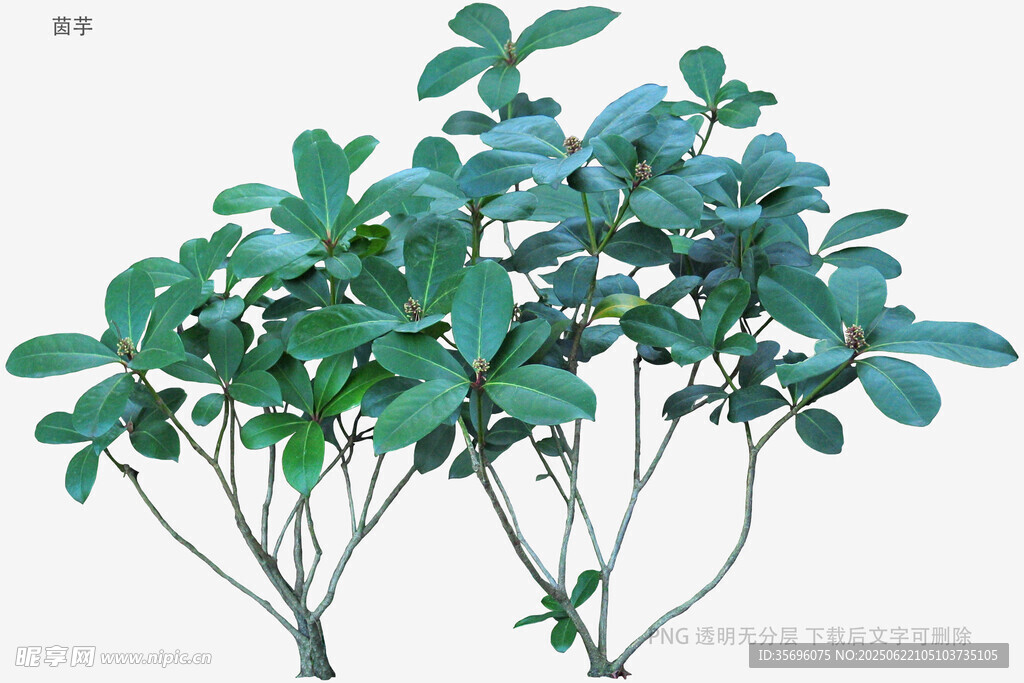翠綠枝葉植物特寫