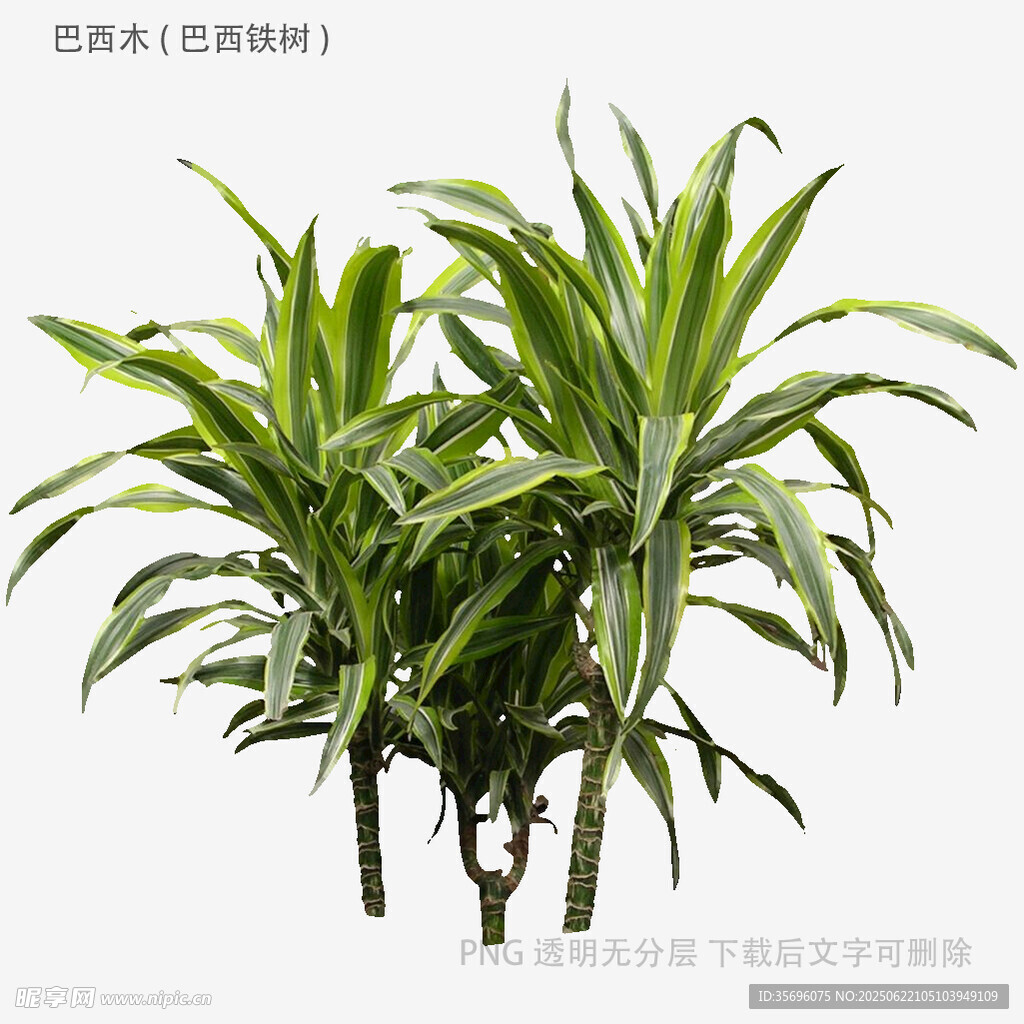 翠綠龍血樹盆栽植物