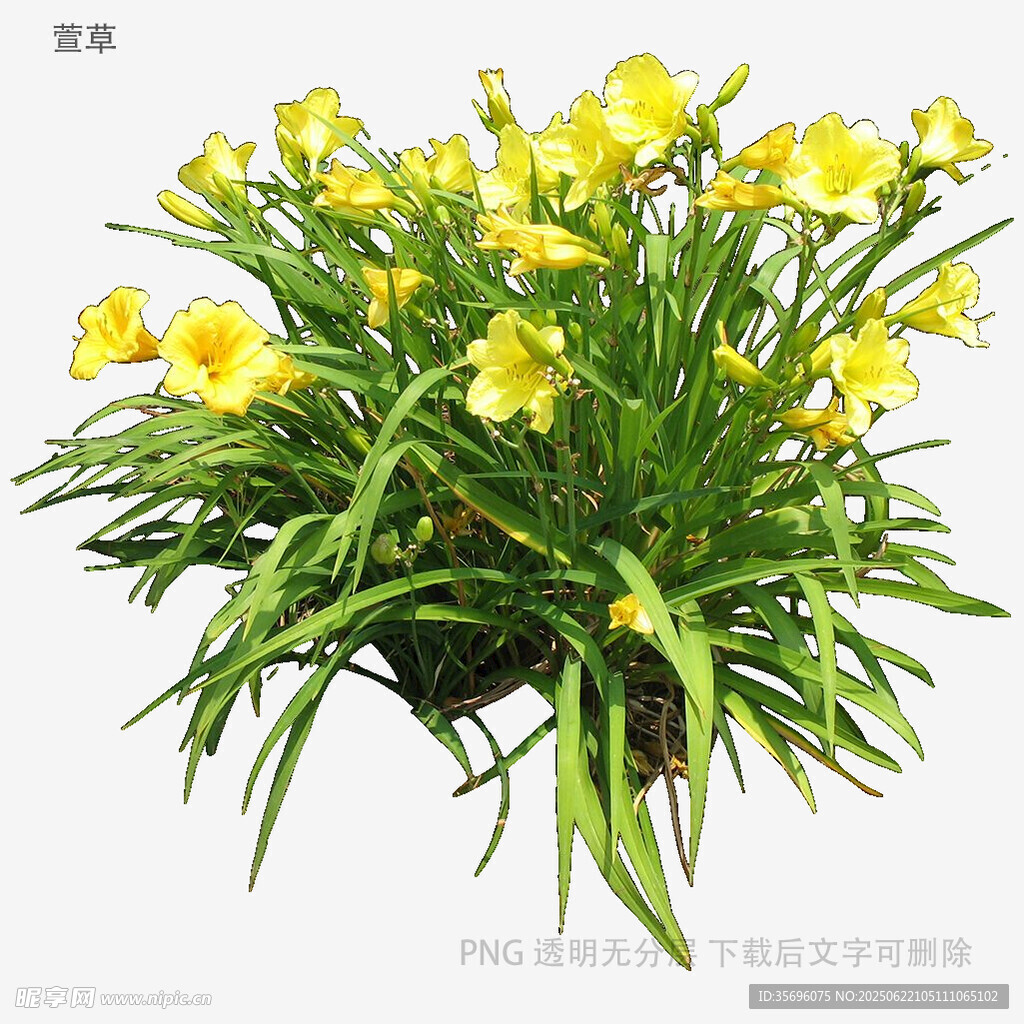 黃色鳶尾花盆栽
