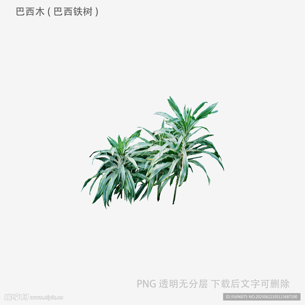 清新翠綠竹葉插畫