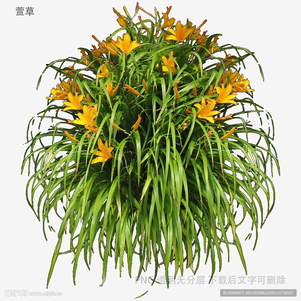 盛開的萱草綠植景觀