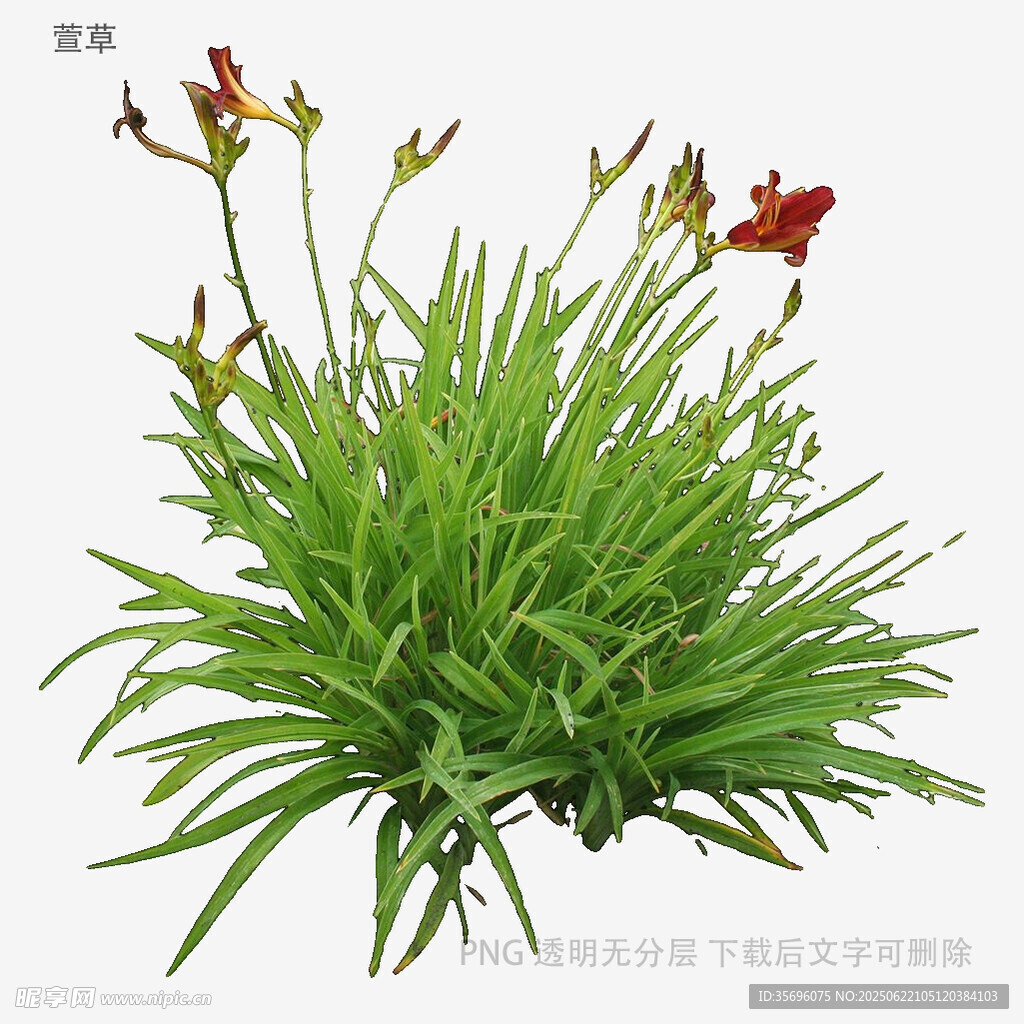 綠葉叢中綻放的紅色萱草