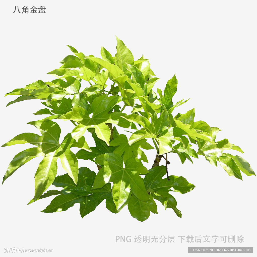 翠綠八角金盤植物特寫