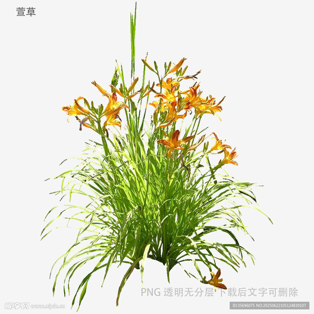 橙色萱草綠植特寫