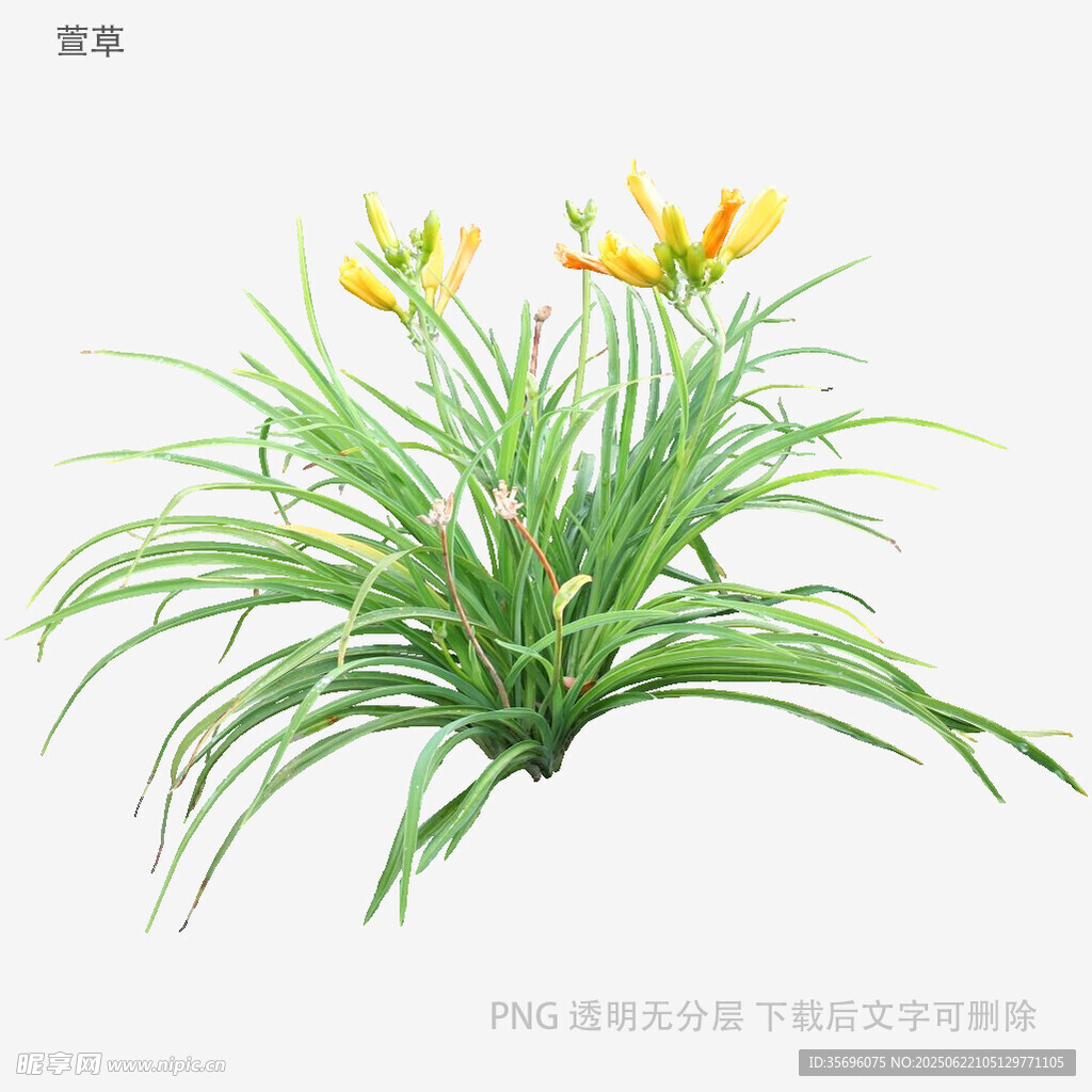 黃色小花綠植盆栽