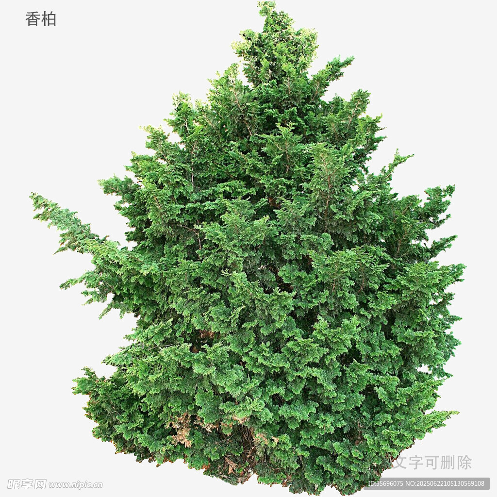 翠綠挺拔的松柏樹