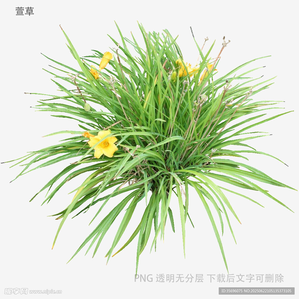 翠綠叢中綻放黃色小花