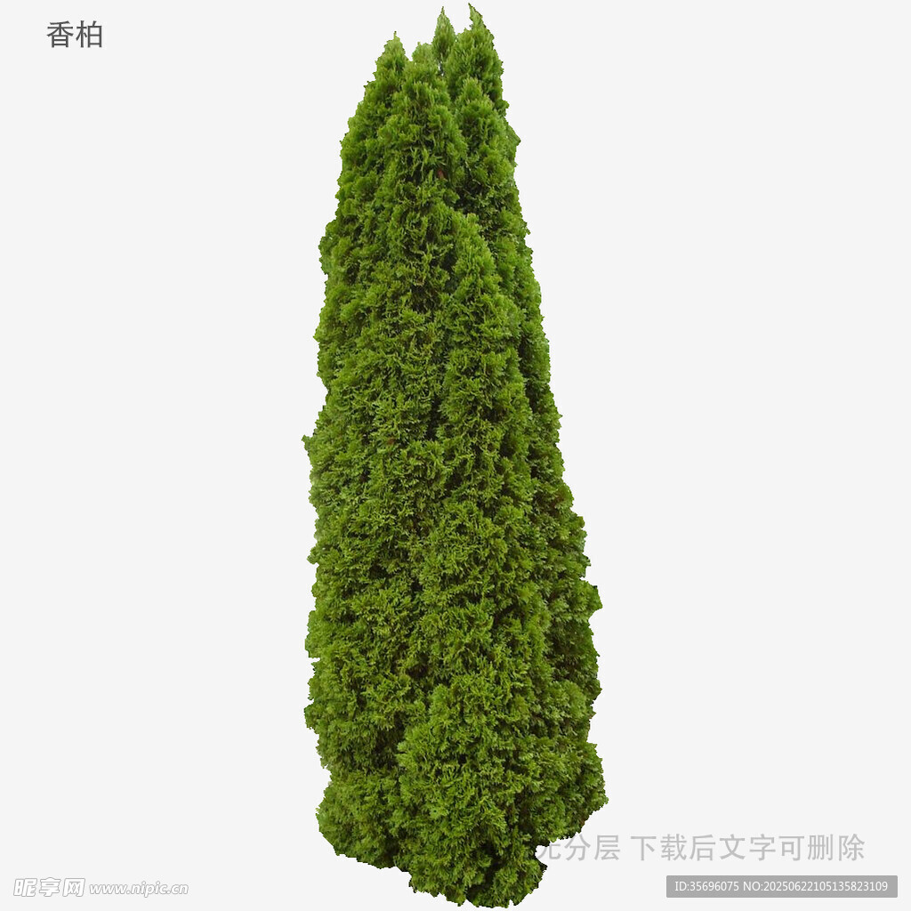 錐形綠植