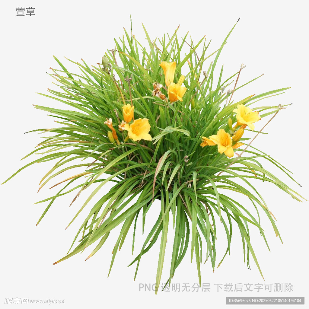 黃色萱草綠植盆栽特寫