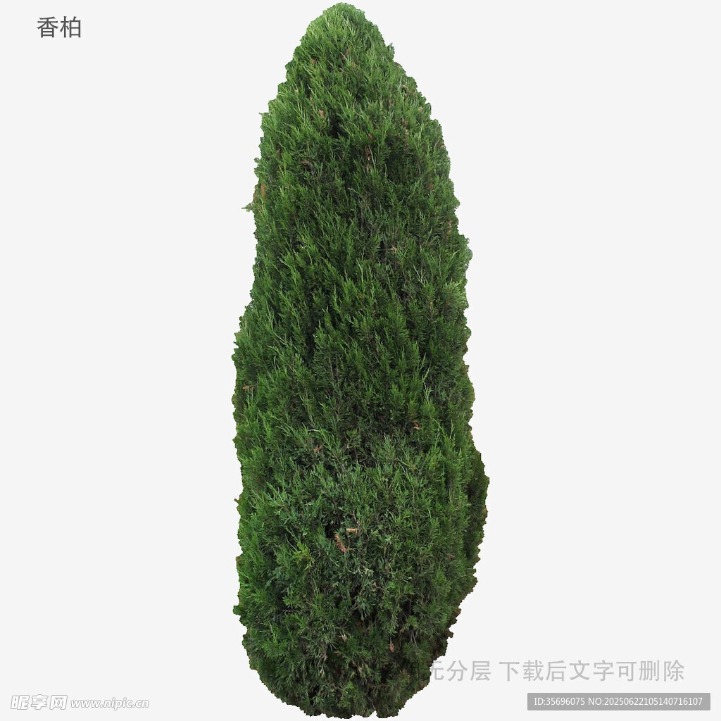 錐形綠植