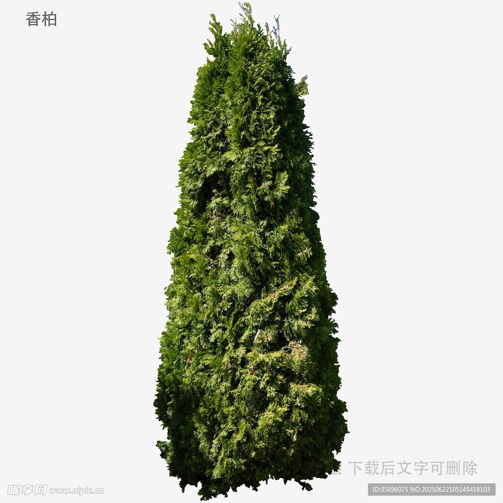 錐形綠植