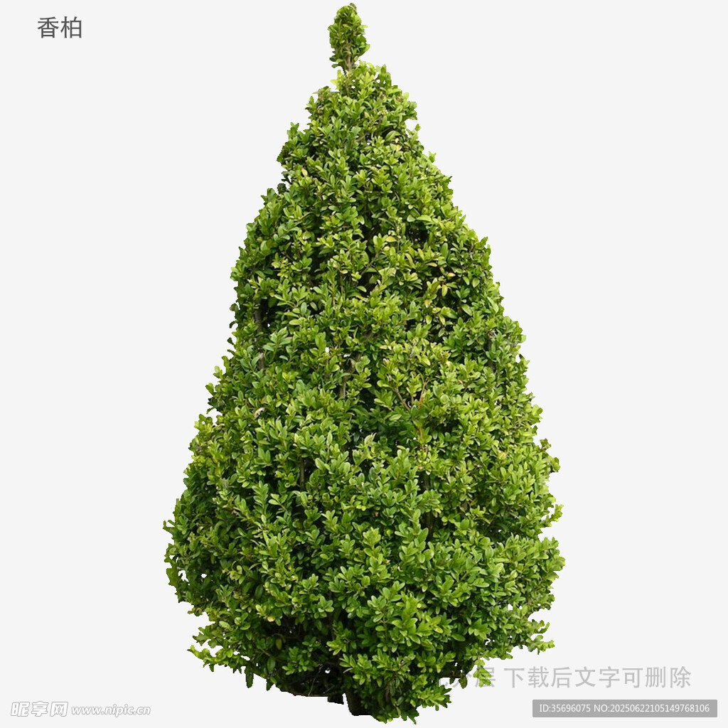 錐形綠植