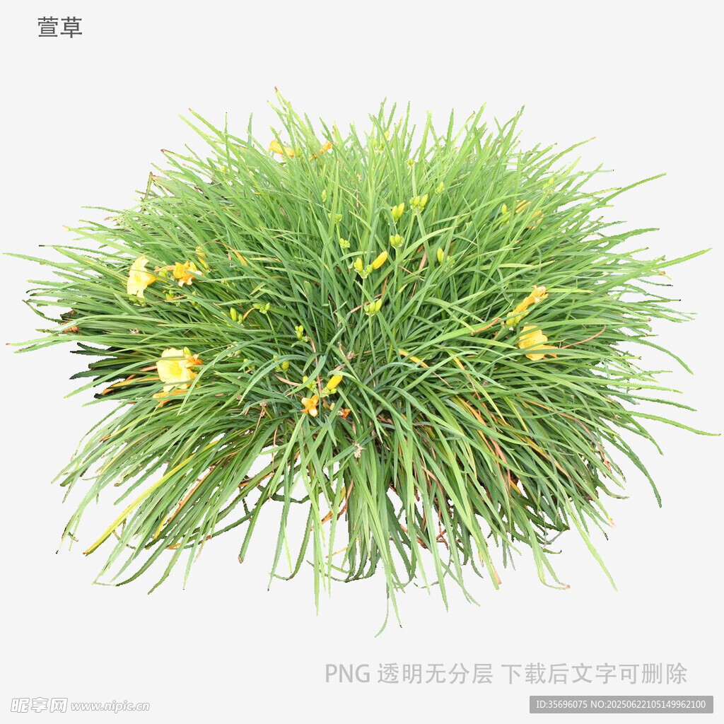 翠綠草叢中的黃色小花