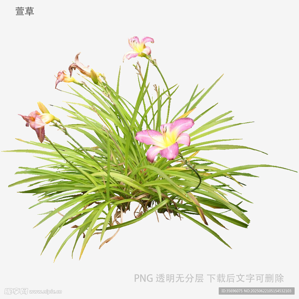 粉色小花綠植盆栽