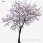 單株盛開的櫻花樹