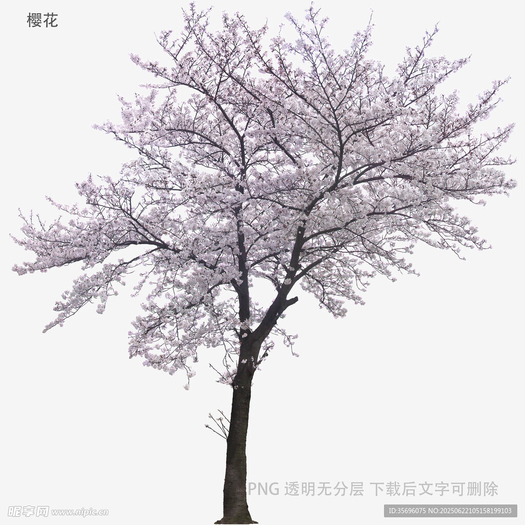 單株盛開的櫻花樹