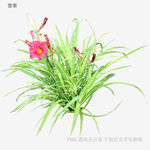 粉色花朵綠植盆栽