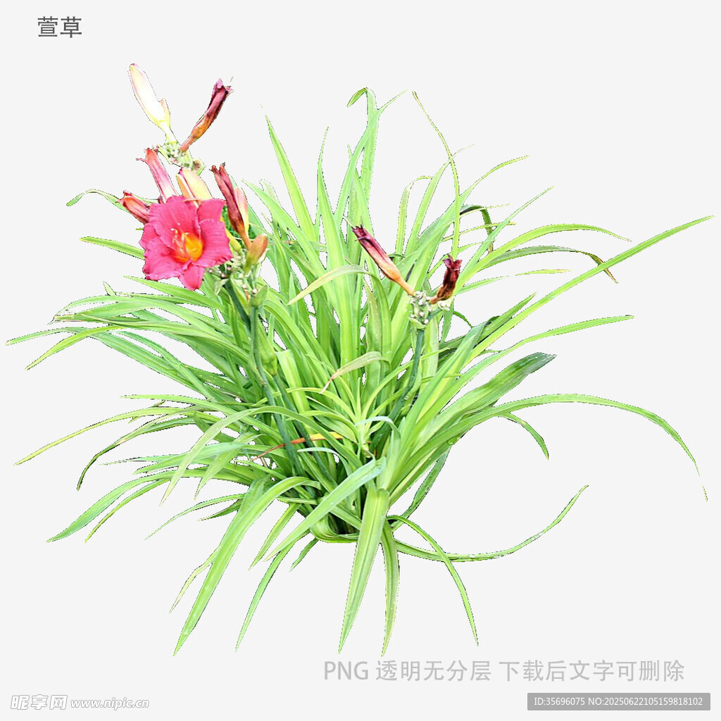 粉色花朵綠植盆栽
