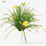 黃色萱草盆栽植物花卉