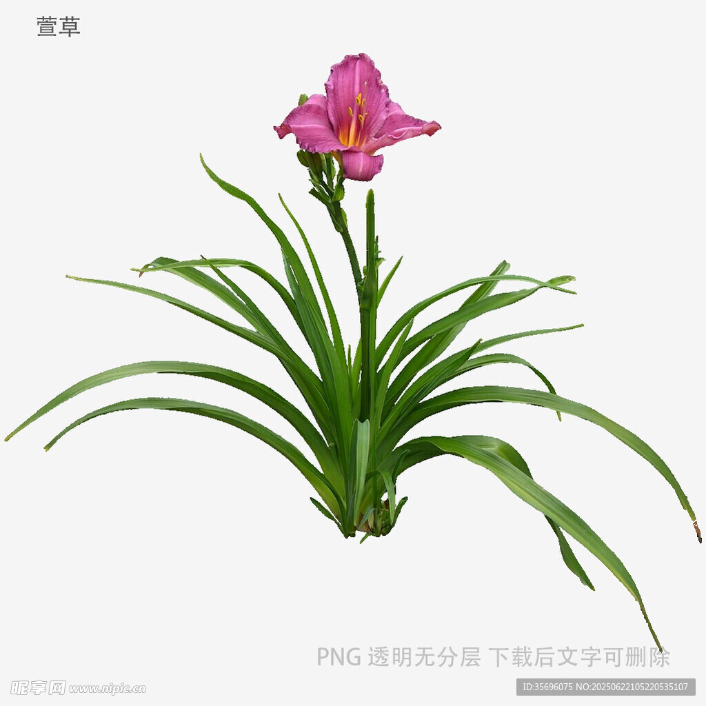 粉色蘭花植物特寫