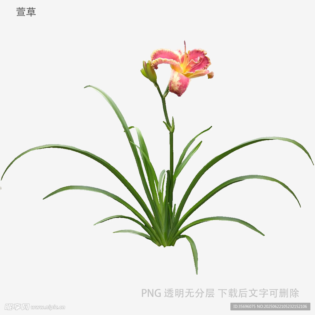 粉色鳶尾花植物插畫