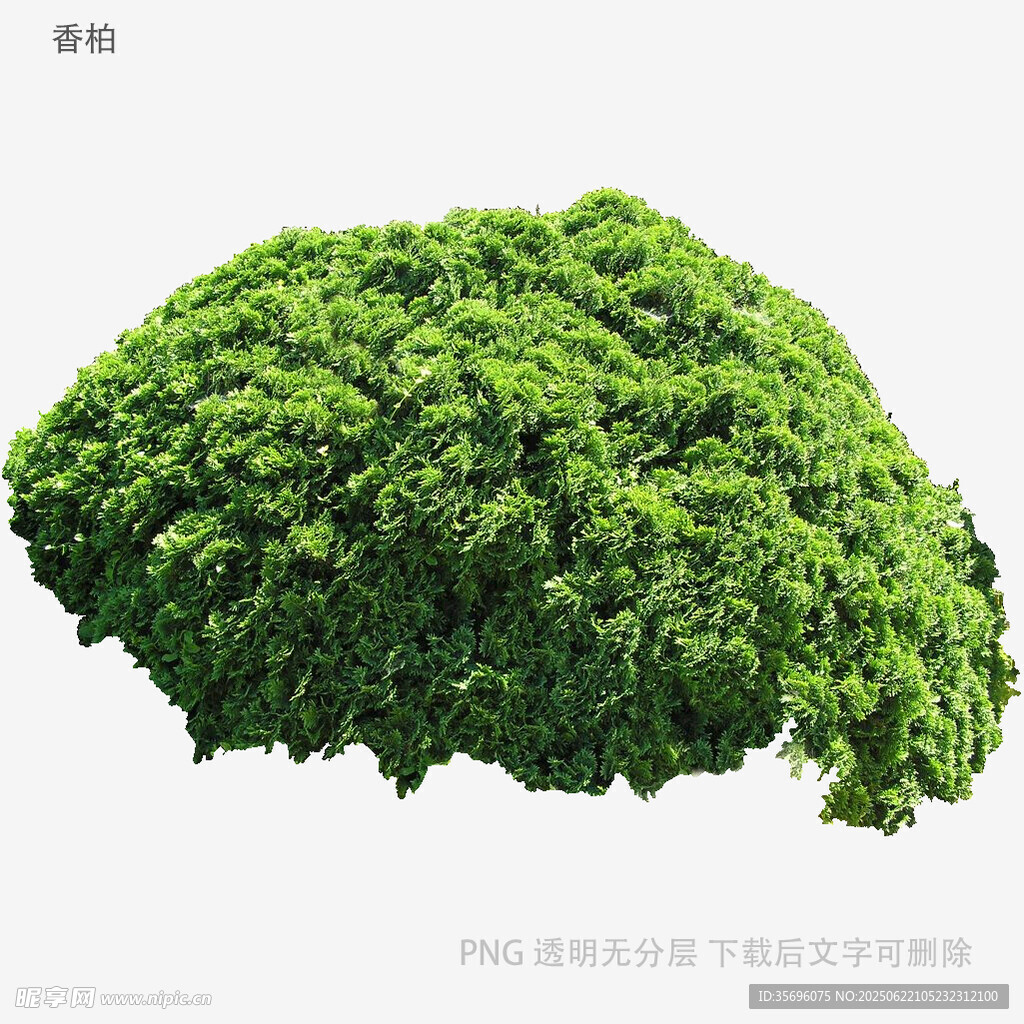 翠綠茂盛的植物造型