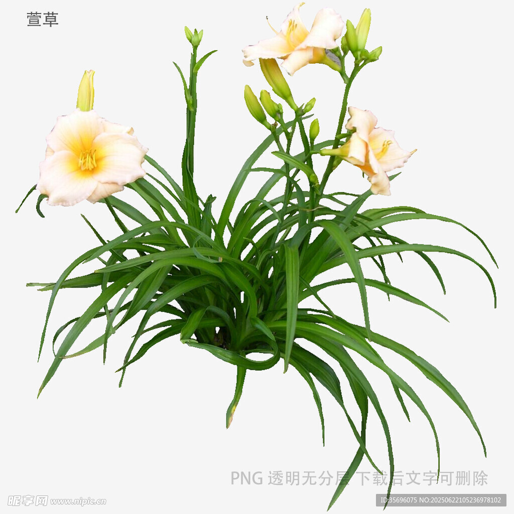 清新淡雅萱草花卉植物