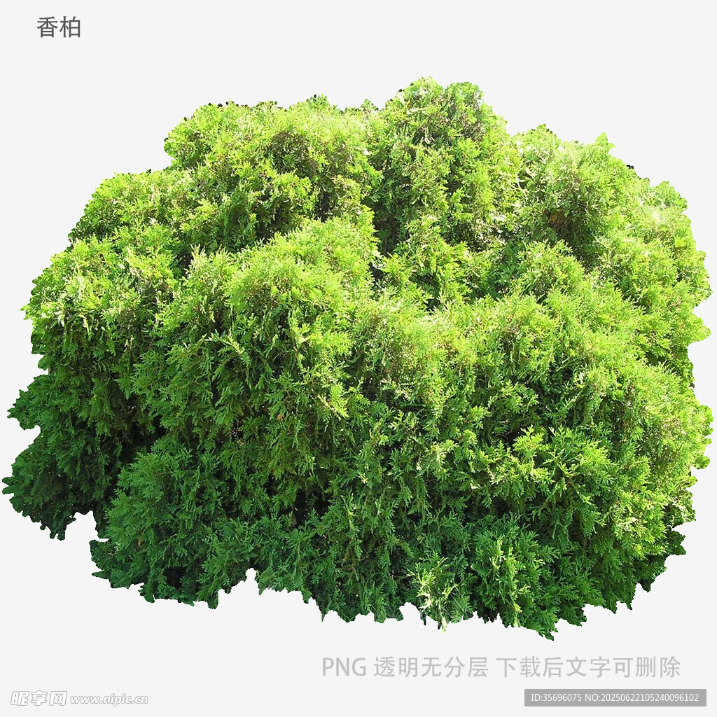 茂盛綠植灌木