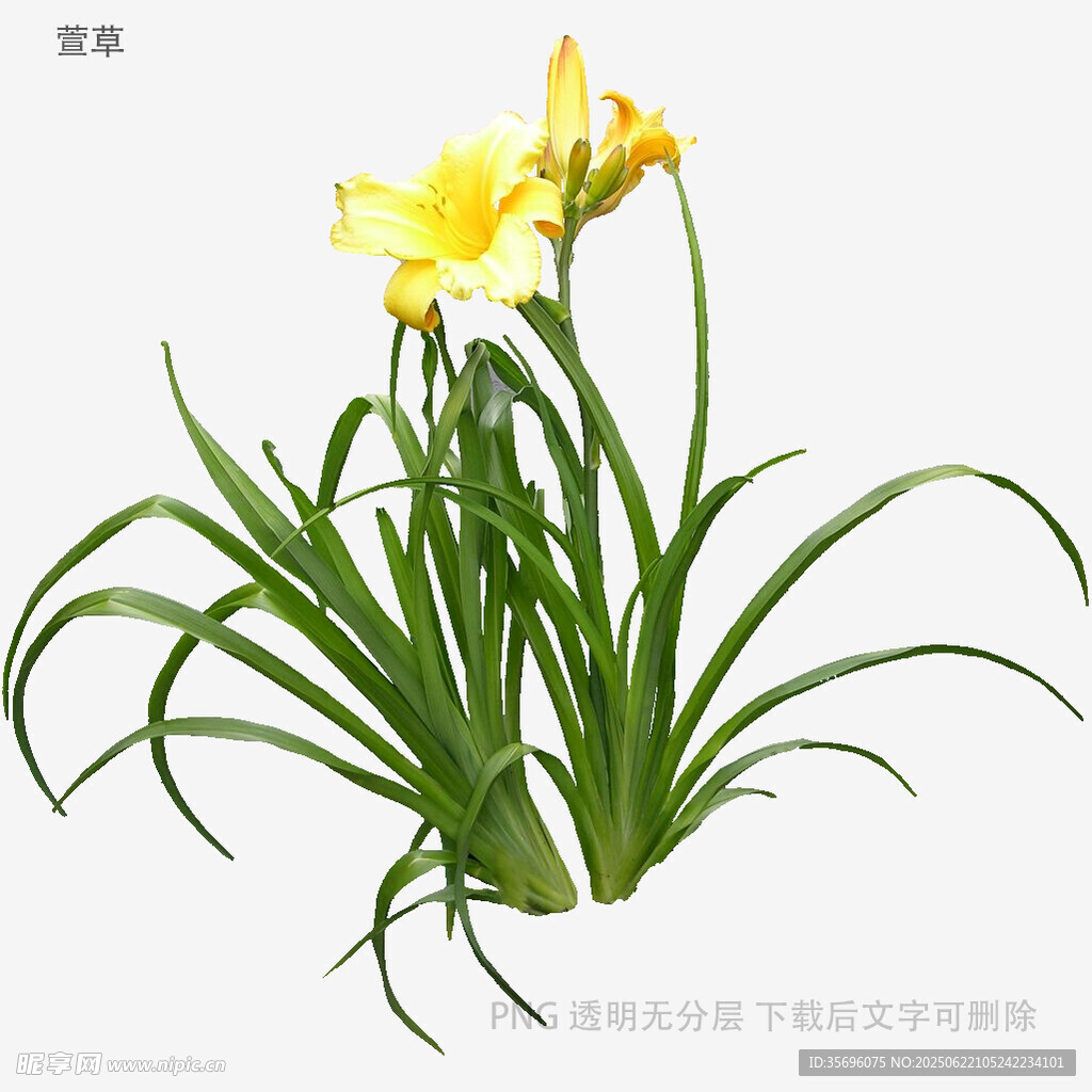 黃色萱草綻放