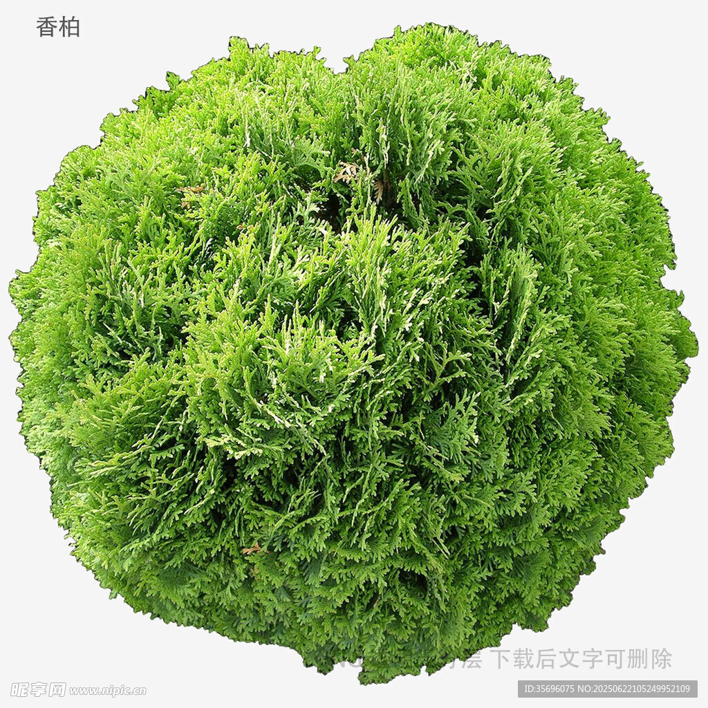 新鮮嫩綠生菜球
