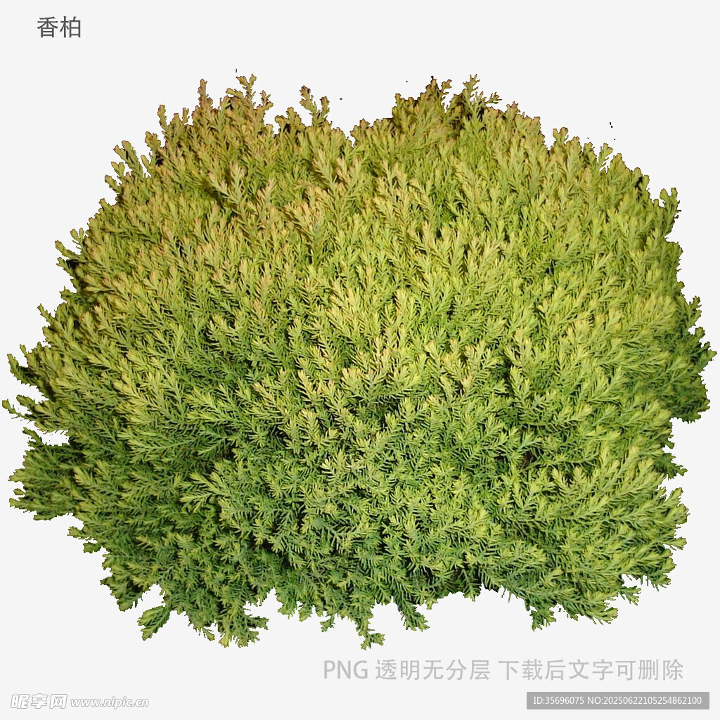 綠色蓬松植物特寫
