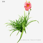 粉色萱草配翠綠葉片