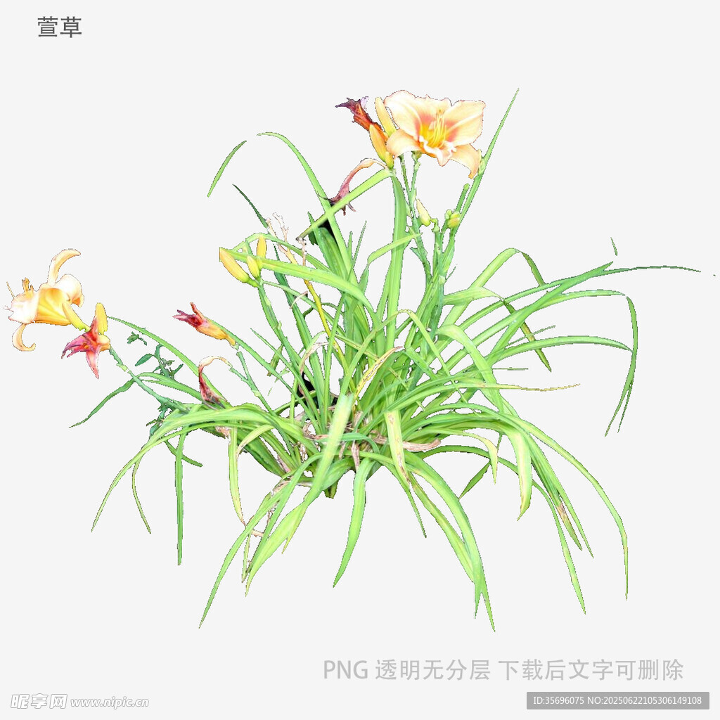 綻放的萱草花