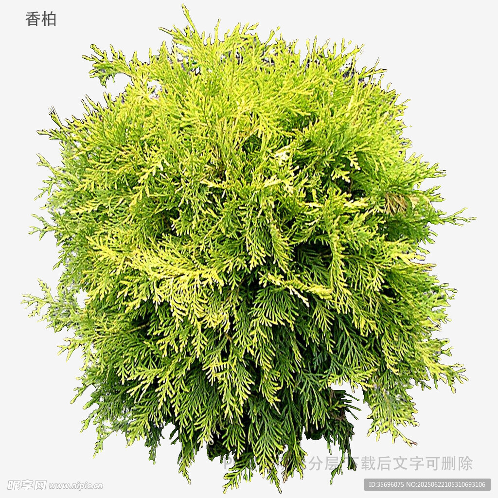 翠綠蓬松的灌木植物
