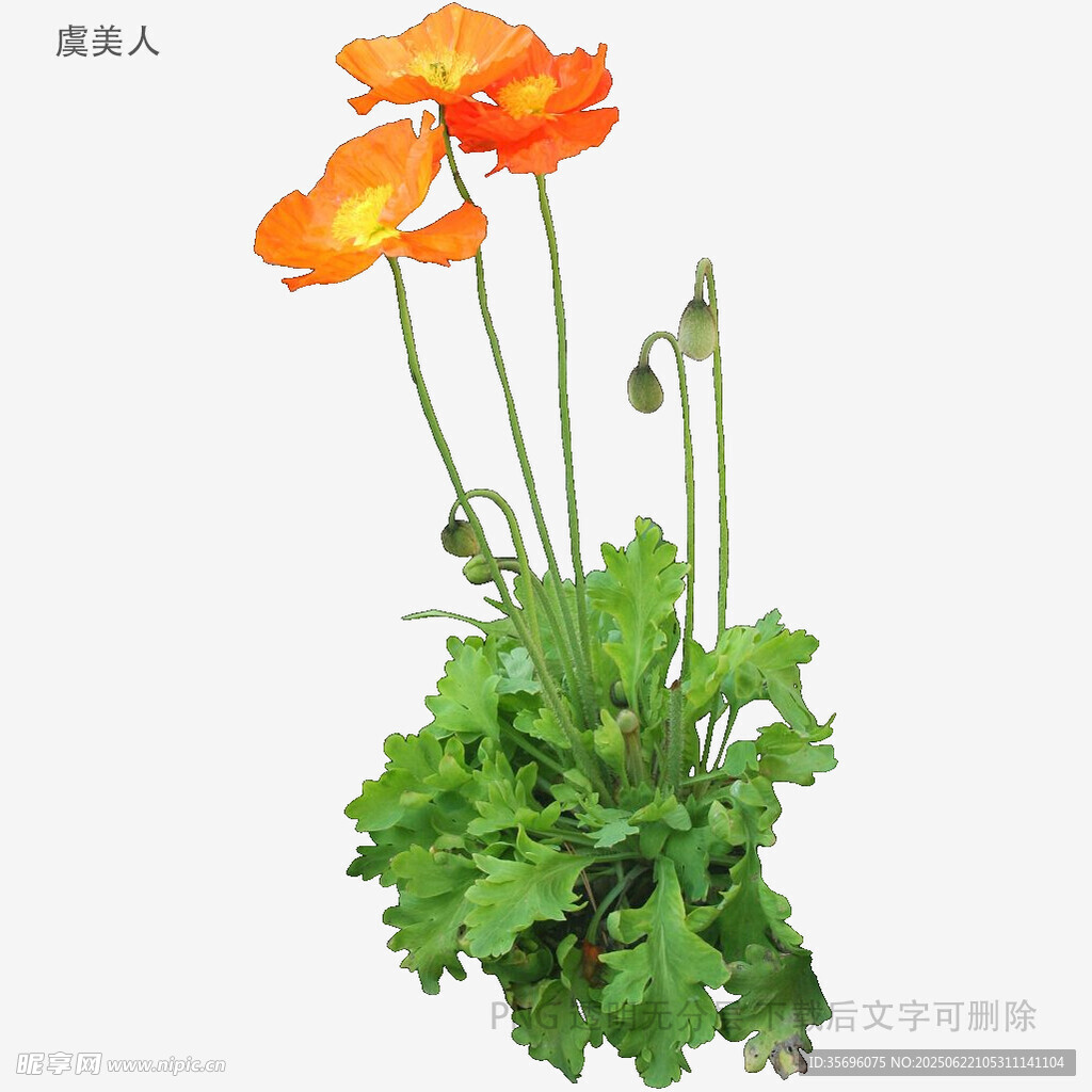 橙色虞美人花卉特寫(xiě)